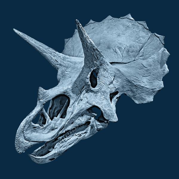 Triceratops skull looking left.